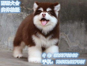 阿拉斯加犬打疫苗前注意事项