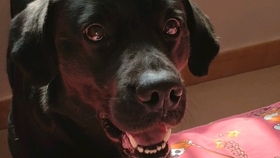 狗狗坐月子多久可以出门