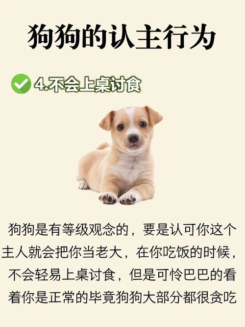 幼犬养多久才会认主人