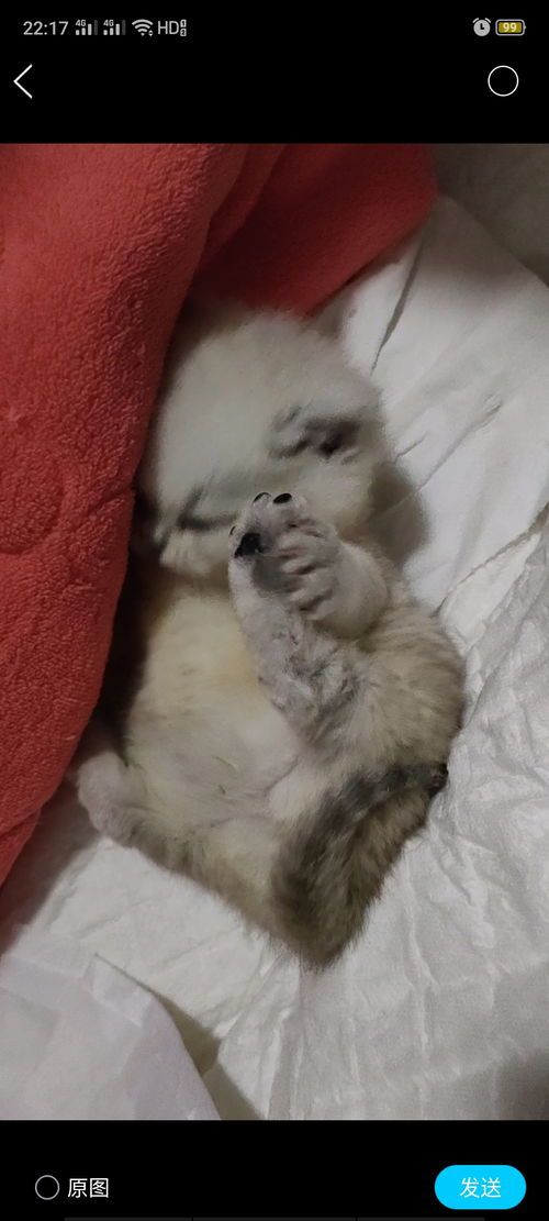 小猫多久撒尿和拉屎
