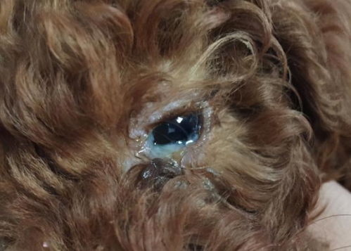 贵宾犬眼屎多怎么办