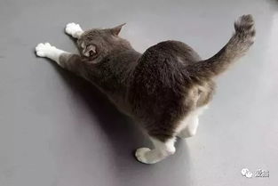 母猫产后屁股出血