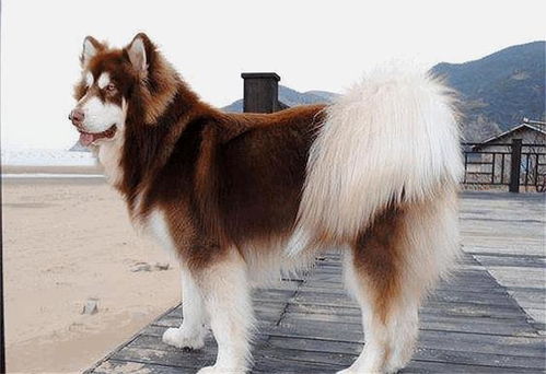 大型阿拉斯加犬价格