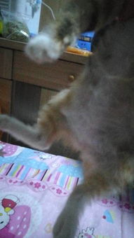 猫传腹多久会显现出来