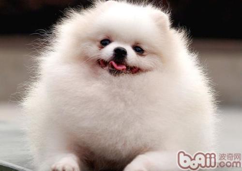博美犬怀孕多久可以生
