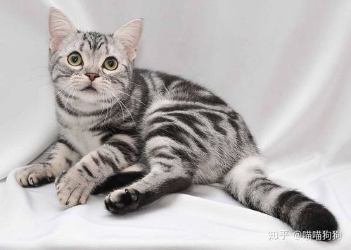短毛猫有哪几种