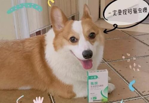 幼犬多大体外驱虫