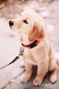 细狗幼犬怎么养,要注意什么