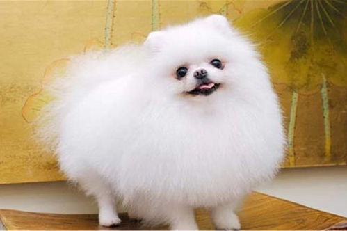 狗狗产后一直喝水