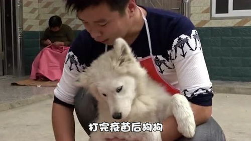 狗狗打疫苗前洗澡好吗