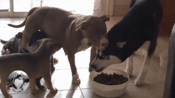 比特犬一般第一次怀孕生几只