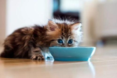 怎么给猫喂粮