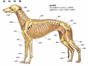 狗胯关节脱臼能自愈吗