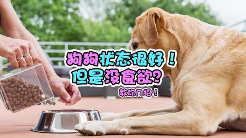 狗没有食欲没有精神