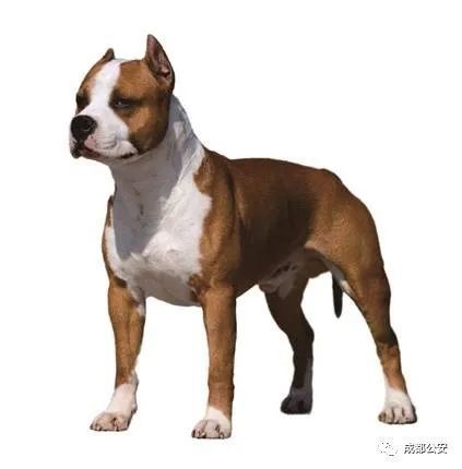 成都市内禁养犬类