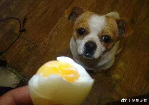 狗能吃煮鸡蛋有好处吗