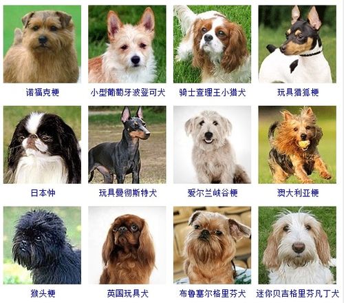 常见的小型犬品种