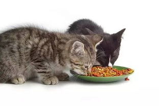 猫猫一般吃多少猫粮