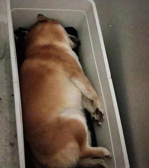坐飞机如何带狗狗托运