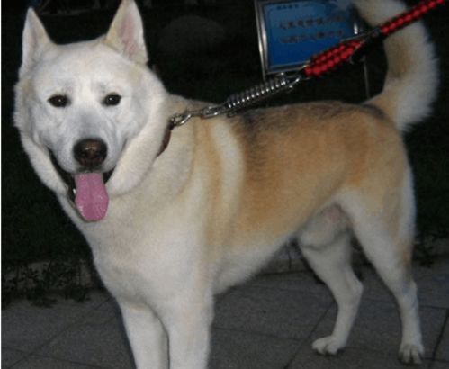 秋田犬成犬多少斤