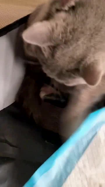 猫分娩周期