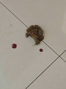 狗狗拉稀便便有血