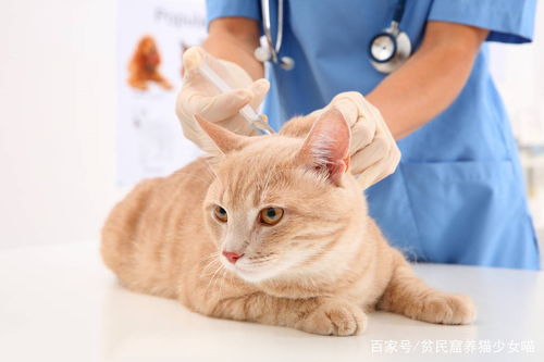 猫咪打疫苗后食欲不好