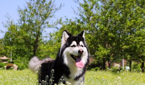 阿拉斯加犬咬合力排名