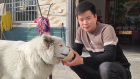 狗一直吐黄水和泡沫是怎么了