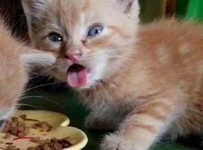 换了猫粮后猫咪拉屎比以前多