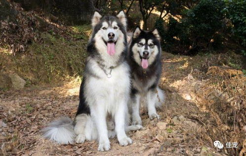 想养阿拉斯加犬雪橇犬,给个建议