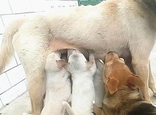 母狗喂奶一般喂多久