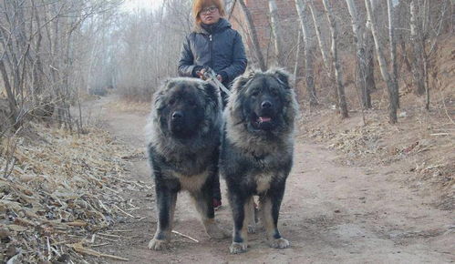 高加索犬标准体重