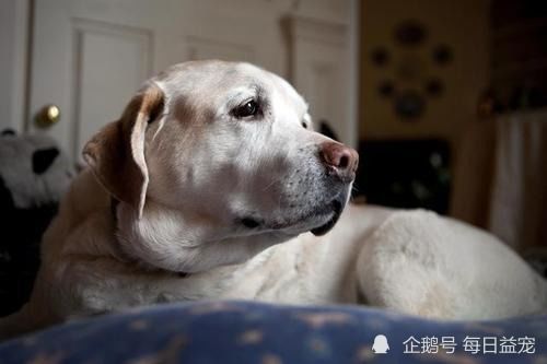 狗老了得什么病