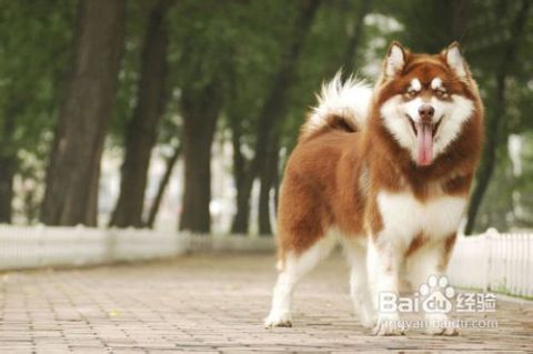 阿拉斯加犬成年价格