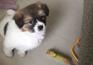 中华田园犬多长时间长大