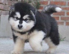 阿拉斯加犬进食量