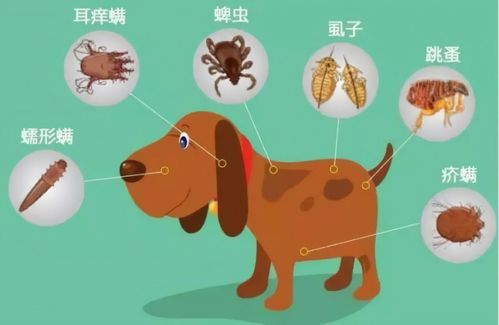 狗狗体内寄生虫感染症状