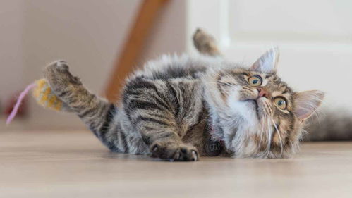 猫笼猫砂猫粮摆放位置