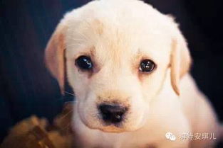 狗狗拉肚子没食欲精神不好