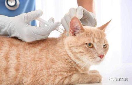 猫多大打疫苗一共打几针多少钱