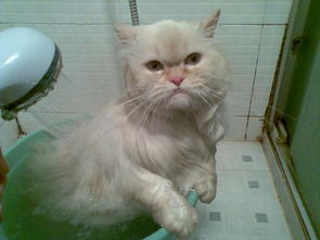 猫绝育后多久洗澡一次