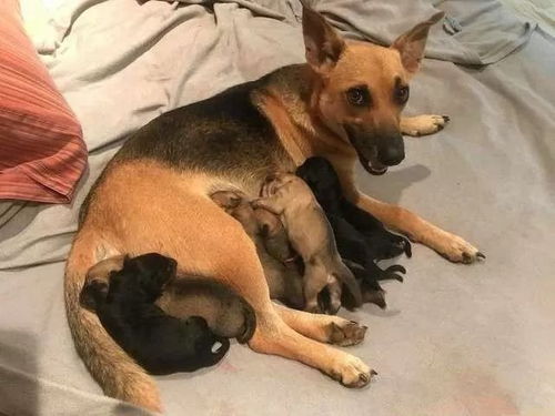 母狗怀孕食欲不振