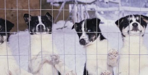 阿拉斯加犬可以吃蛋糕吗-