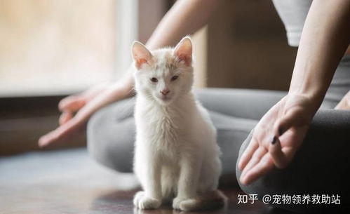 猫多久做绝育比较好