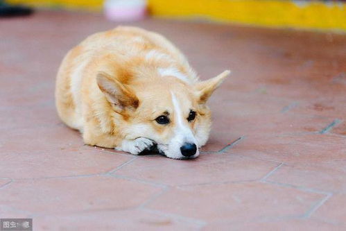狗狗呕吐食欲不佳怎么回事