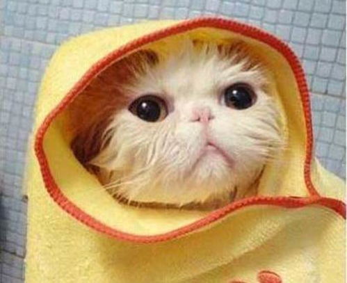 加菲猫多久洗澡最好