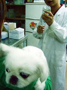 怀孕母狗如何喂药