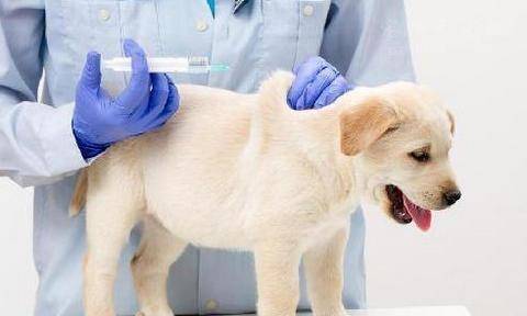 幼犬疫苗后多久驱虫