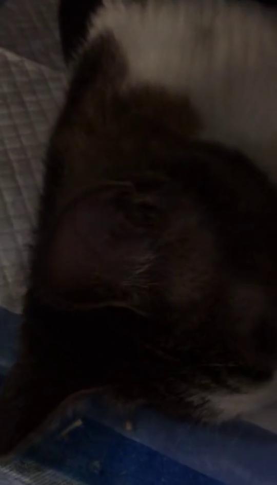 猫猫几天梳毛